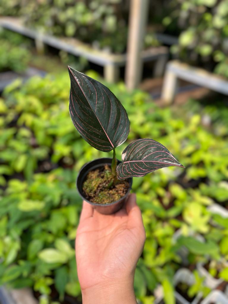 Aglaonema Rotundum Aceh 2-3 Leaves