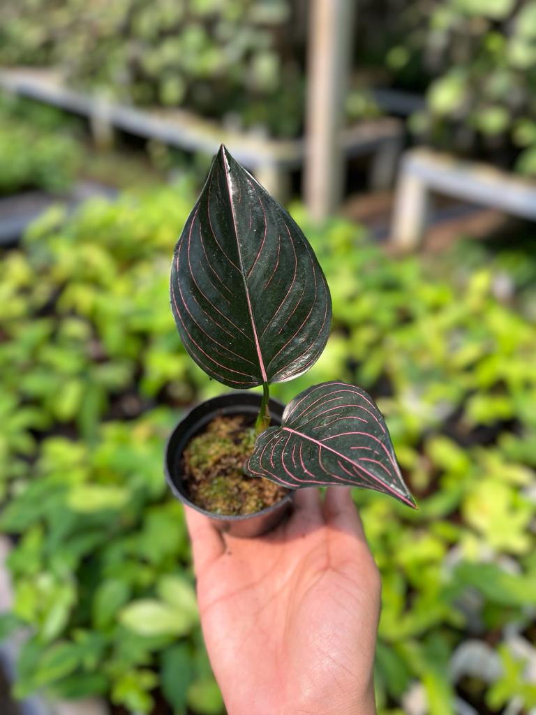 Aglaonema Rotundum Aceh 2-3 Leaves