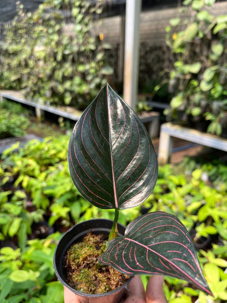 Aglaonema Rotundum Aceh 2-3 Leaves
