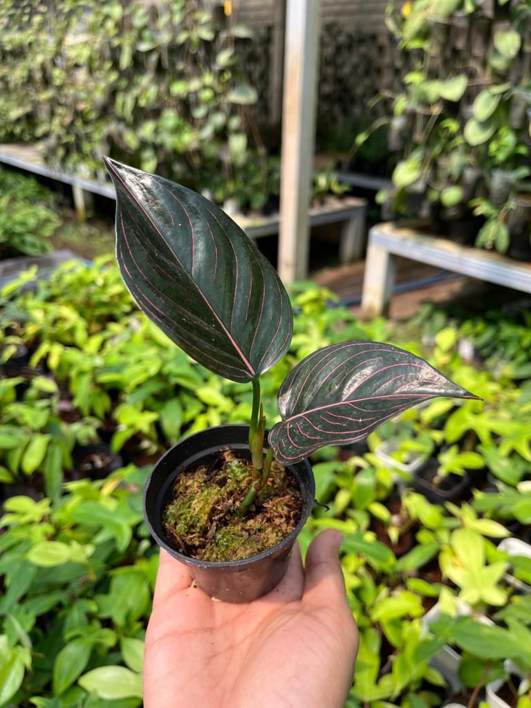 Aglaonema Rotundum Aceh 2-3 Leaves