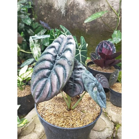 Alocasia Cuprea 2-3 Leaves
