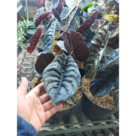 Alocasia Cuprea 2-3 Leaves
