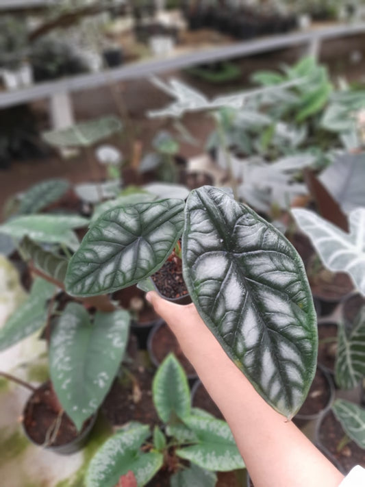 Alocasia Baginda Dragon Scale 2-3 Leaves