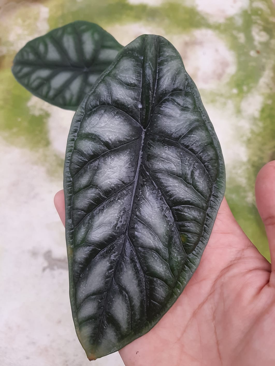 Alocasia Baginda Dragon Scale 2-3 Leaves