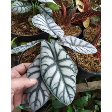Alocasia Baginda Silver Dragon 2-3 Leaves