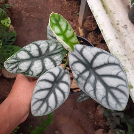 Alocasia Baginda Silver Dragon 2-3 Leaves