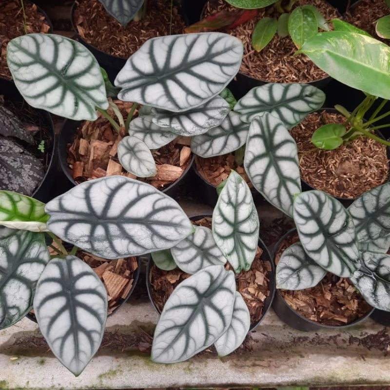 Alocasia Baginda Silver Dragon 2-3 Leaves