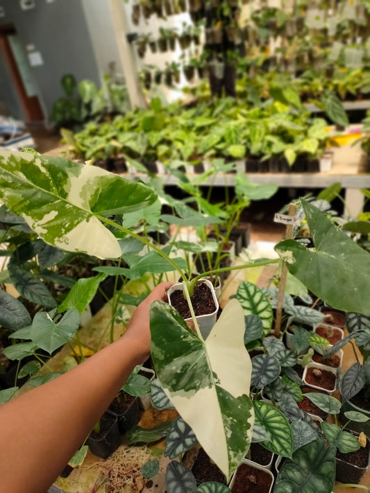 Alocasia Macrorrhiza Variegated 2-3 Leaves