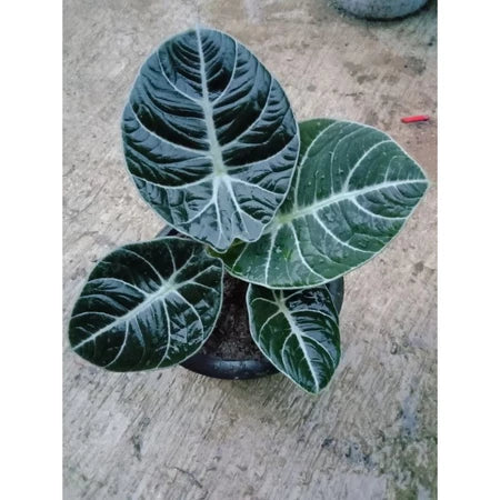 Alocasia Nebula Black Velvet 2-3 Leaves