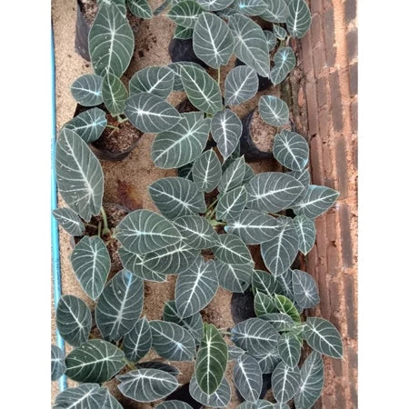 Alocasia Nebula Black Velvet 2-3 Leaves
