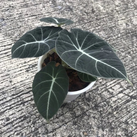 Alocasia Nebula Black Velvet 2-3 Leaves