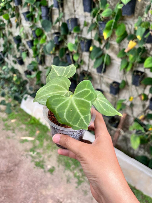 Anthurium Clarinervium 2-3 Leaves