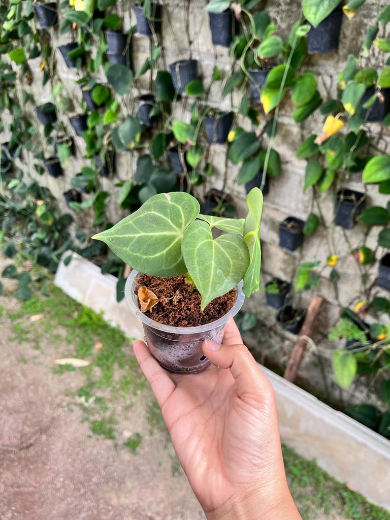 Anthurium Clarinervium 2-3 Leaves
