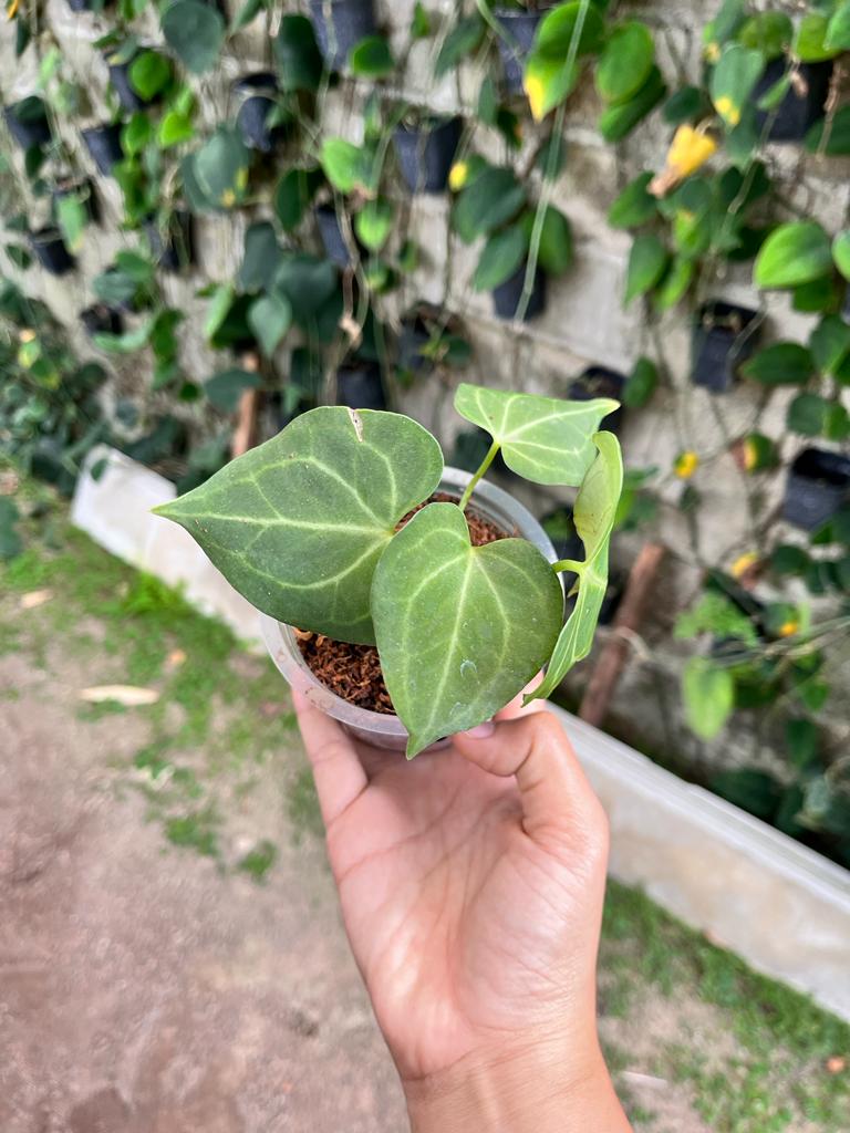 Anthurium Clarinervium 2-3 Leaves