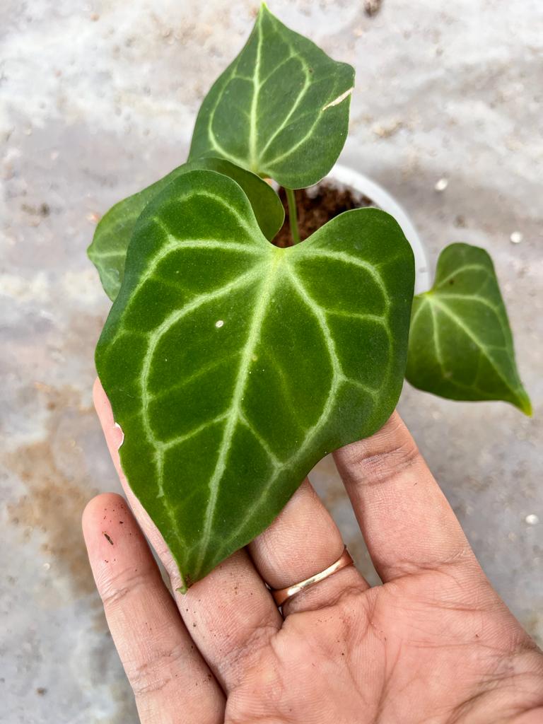 Anthurium Clarinervium 2-3 Leaves