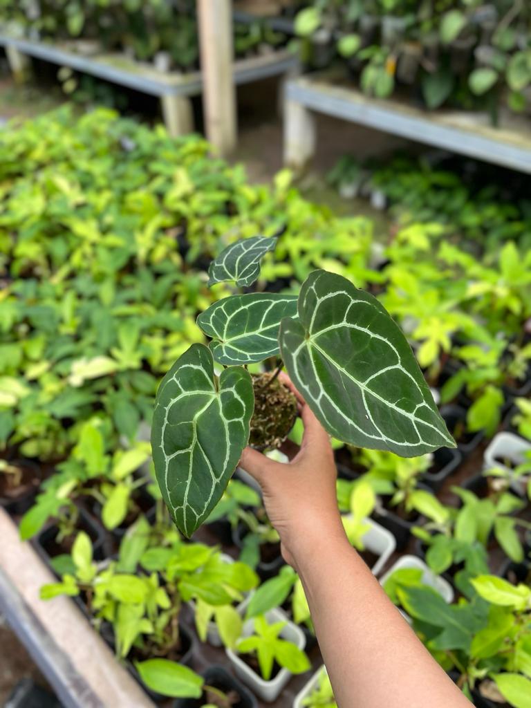 Anthurium Crystallinum 2-3 Leaves