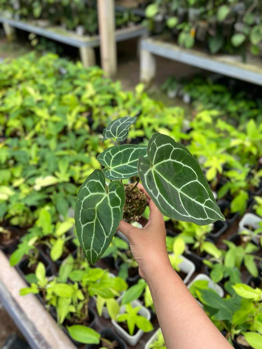 Anthurium Crystallinum 2-3 Leaves