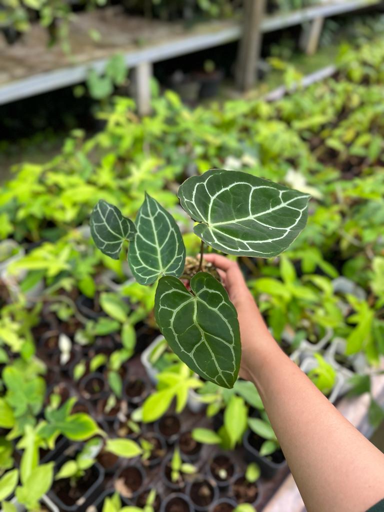 Anthurium Crystallinum 2-3 Leaves