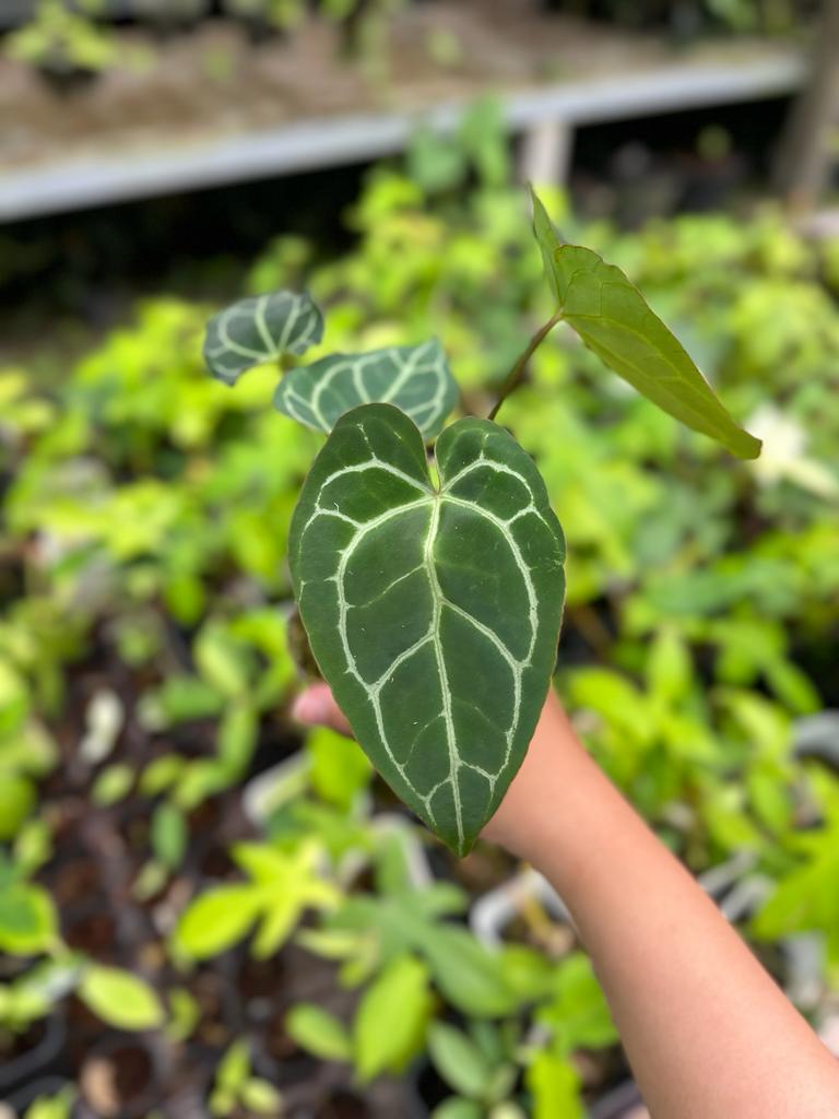 Anthurium Crystallinum 2-3 Leaves