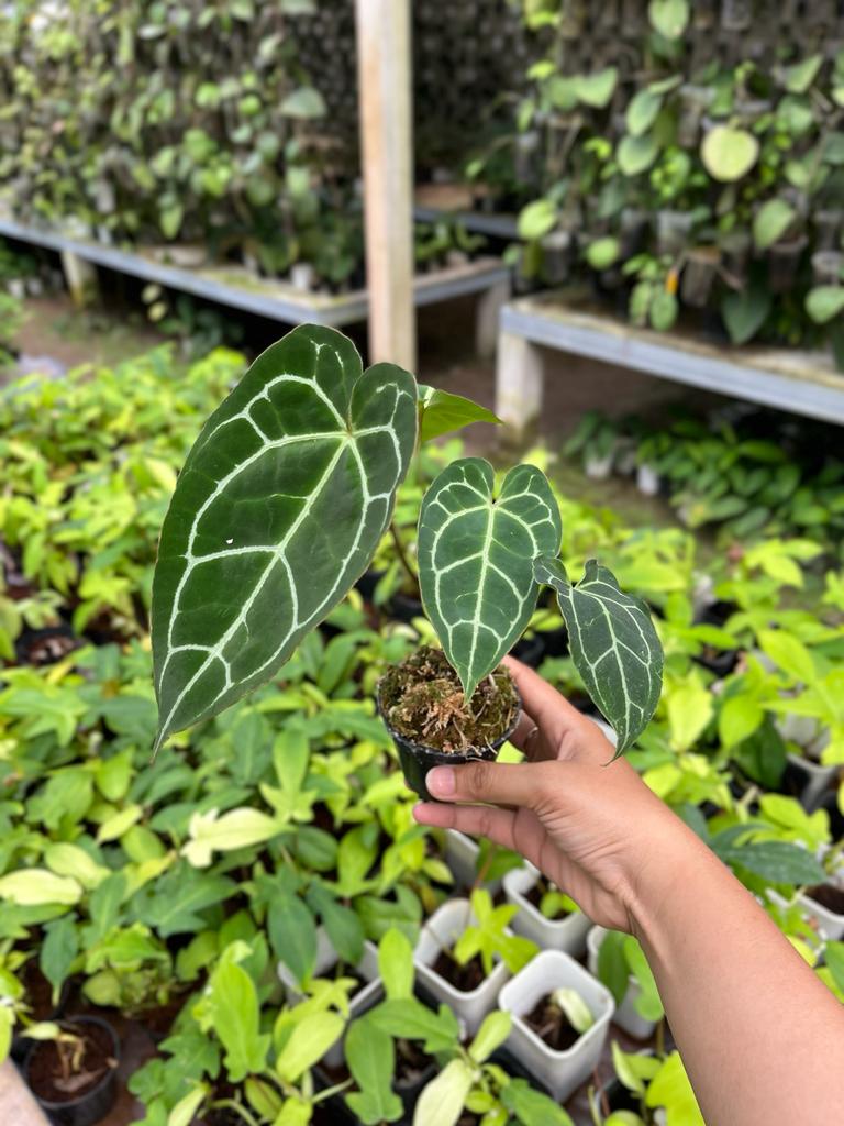Anthurium Crystallinum 2-3 Leaves