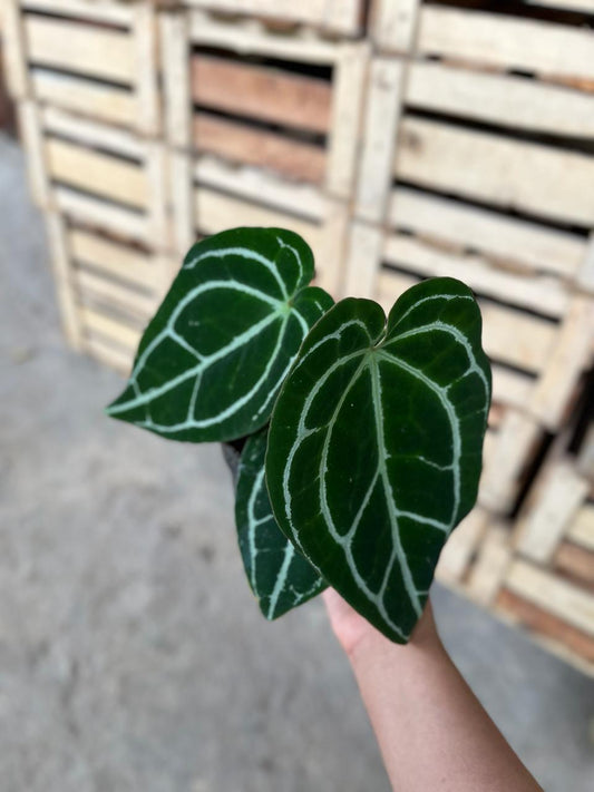 Anthurium Crystallinum Minahasa 1-2 Leaves