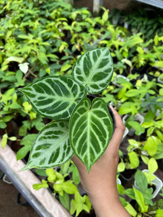 Anthurium Dorayaki Silver 2-4 Leaves