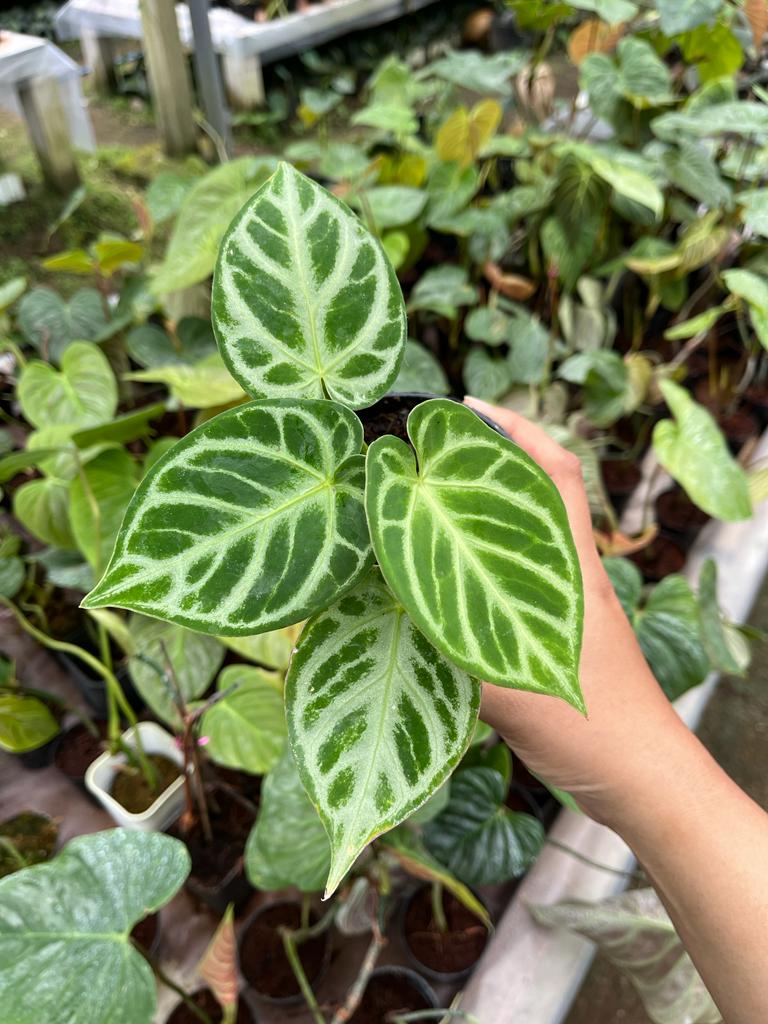 Anthurium Dorayaki Silver 2-4 Leaves