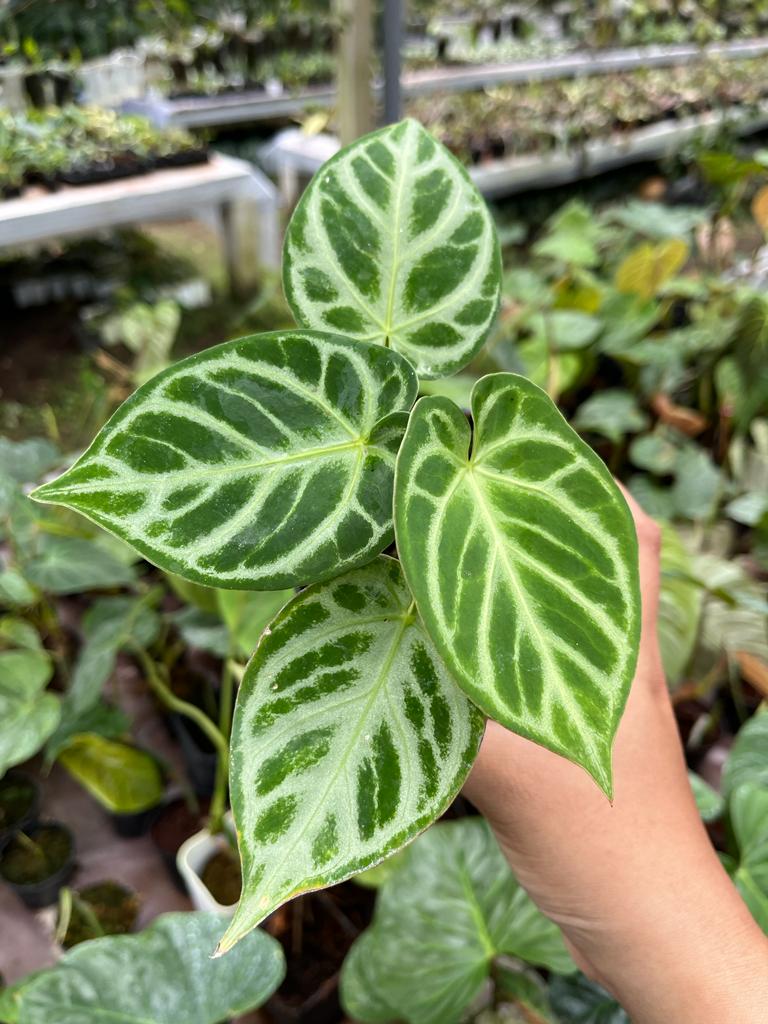 Anthurium Dorayaki Silver 2-4 Leaves