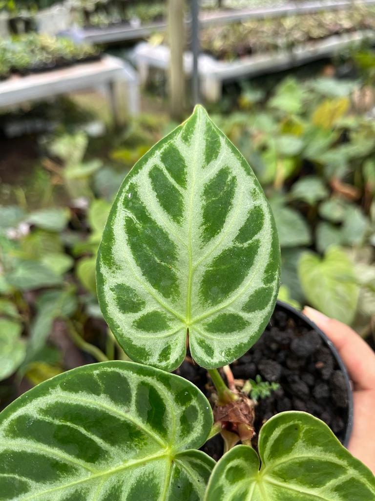 Anthurium Dorayaki Silver 2-4 Leaves