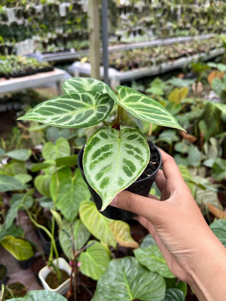 Anthurium Dorayaki Silver 2-4 Leaves