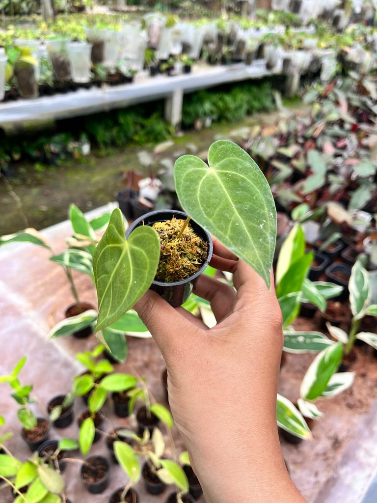 Anthurium Magnificum 2-3 Leaves