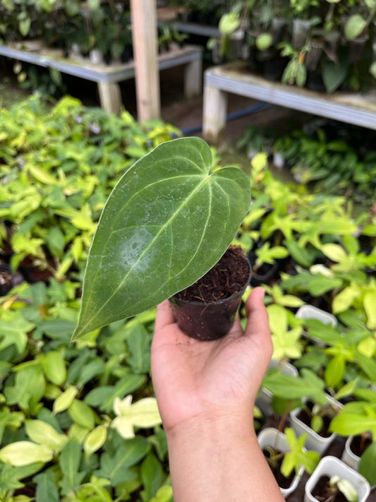 Anthurium Magnificum 2-3 Leaves