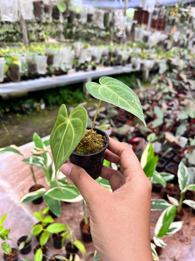Anthurium Magnificum 2-3 Leaves