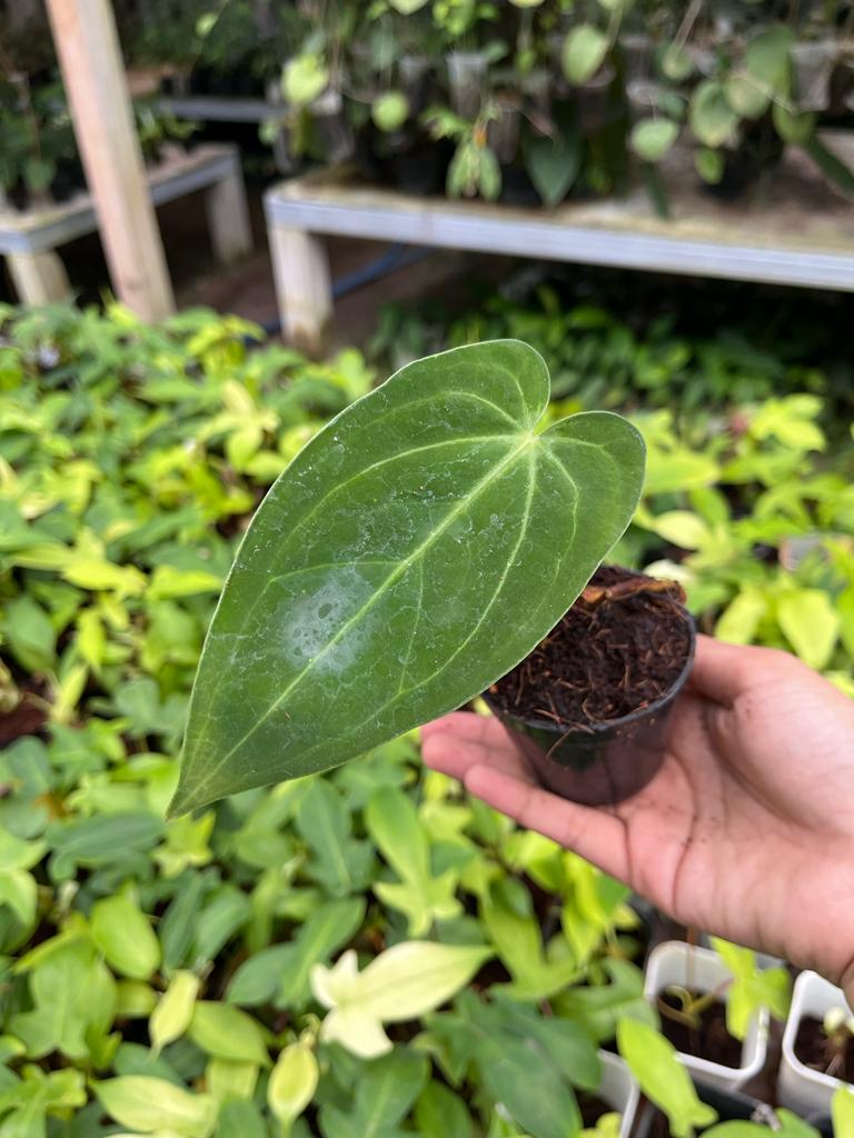 Anthurium Magnificum 2-3 Leaves