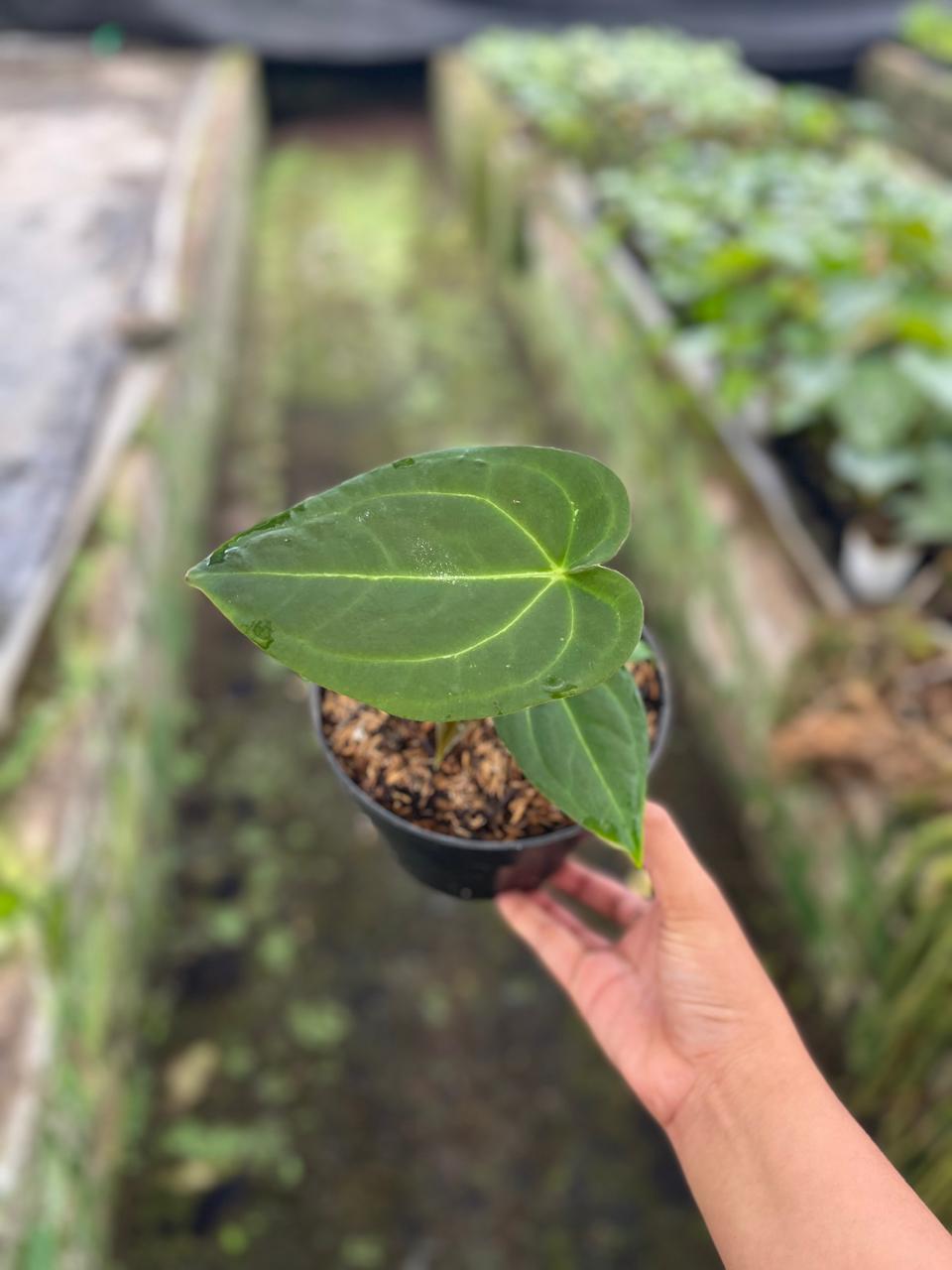 Anthurium Papilillaminum 2-4 Leaves