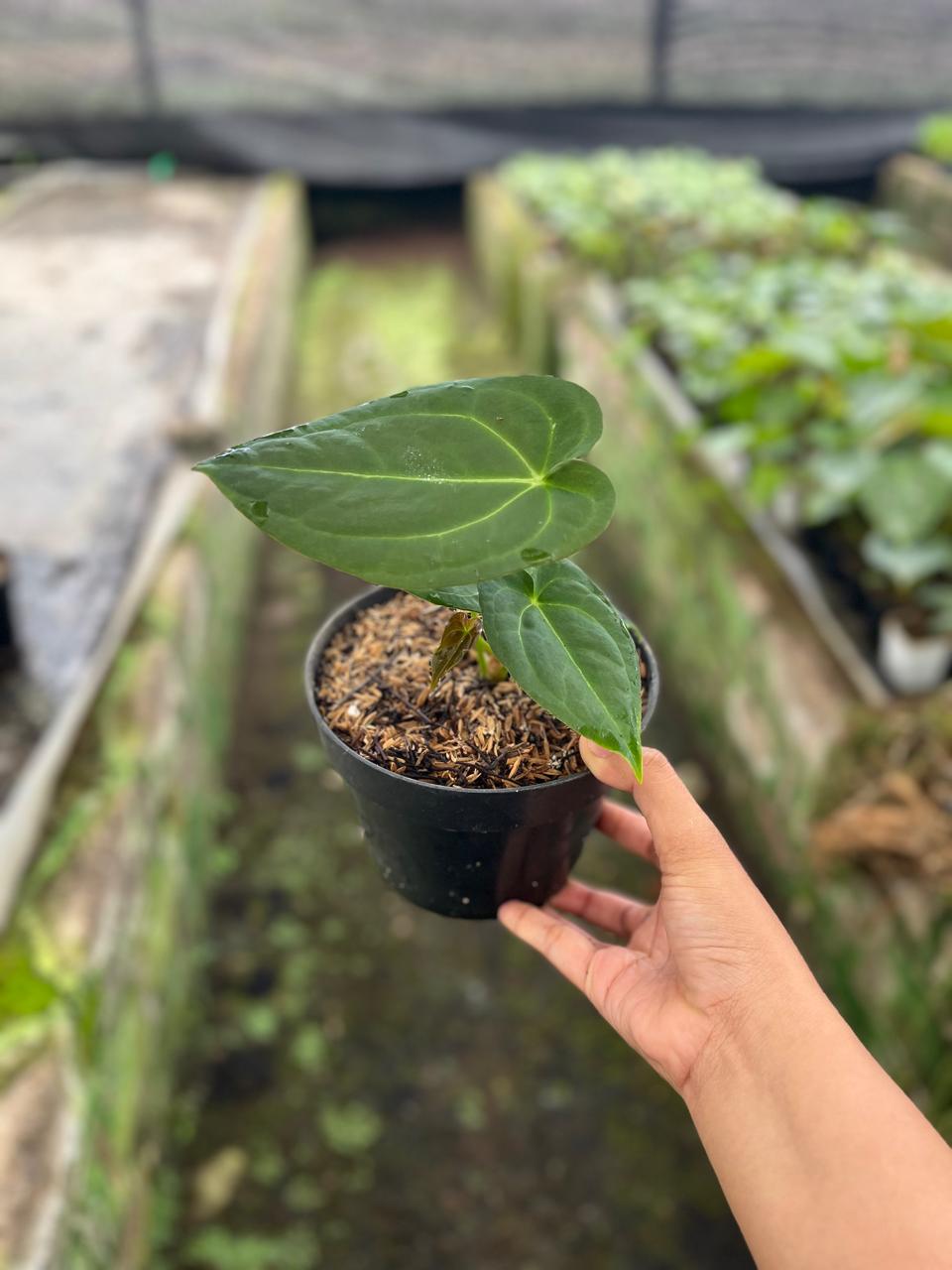Anthurium Papilillaminum 2-4 Leaves