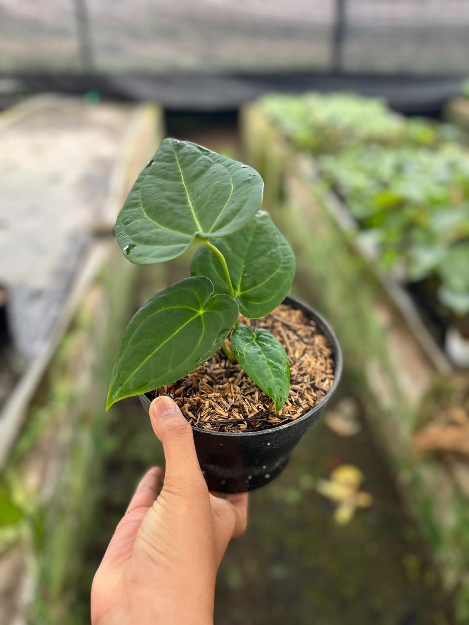 Anthurium Papilillaminum 2-4 Leaves