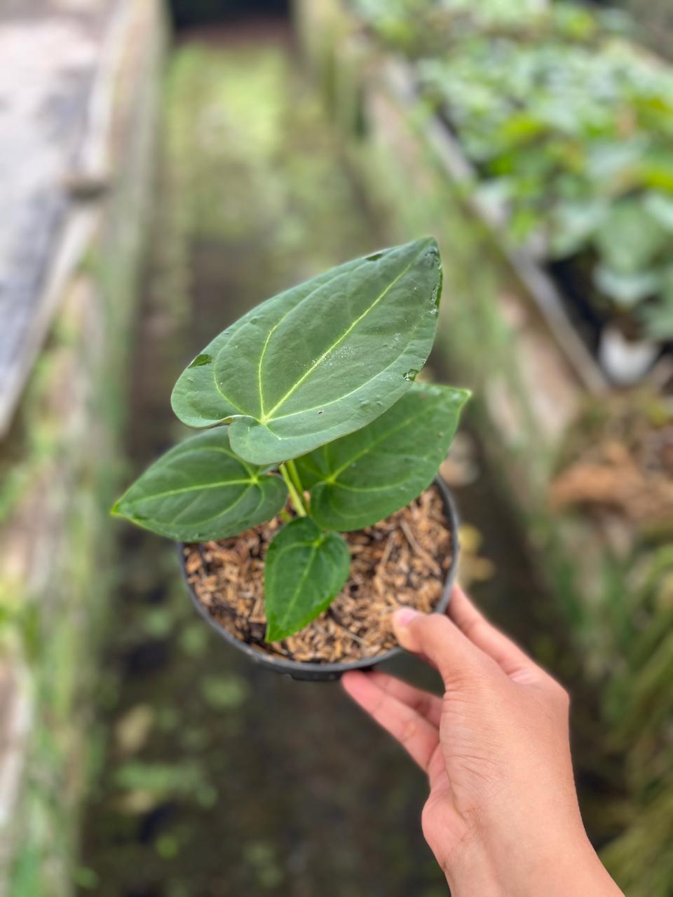 Anthurium Papilillaminum 2-4 Leaves
