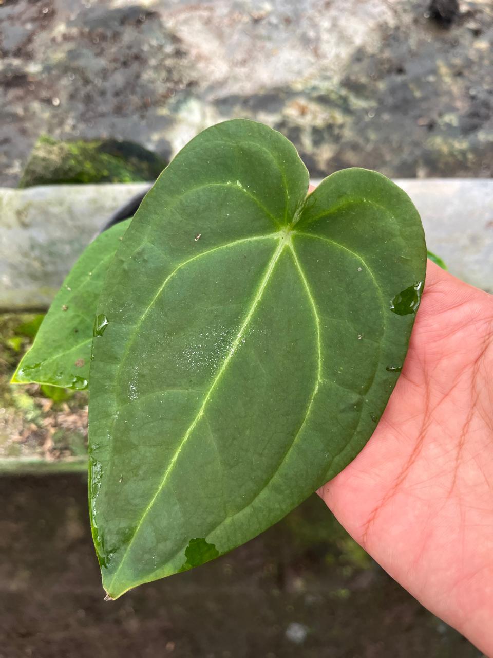 Anthurium Papilillaminum 2-4 Leaves