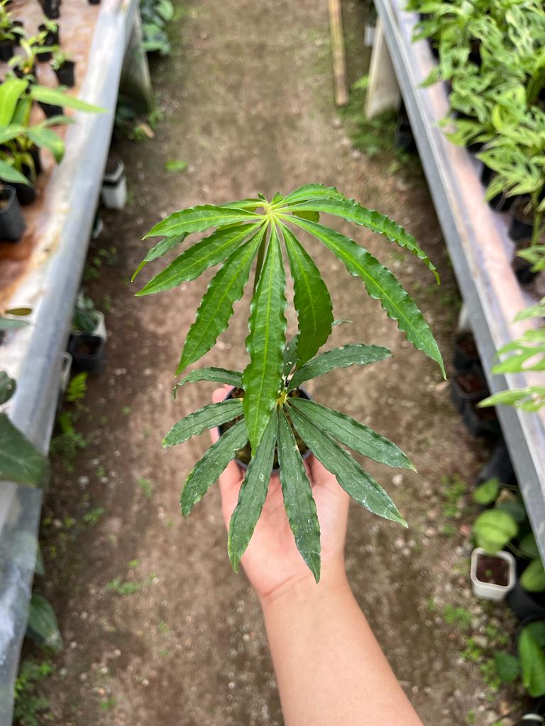 Anthurium Polyschistum Whole Plant, Medium Size