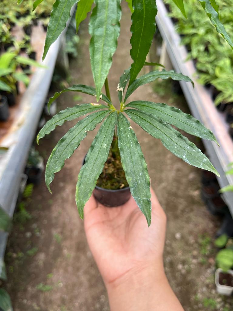 Anthurium Polyschistum Whole Plant, Medium Size