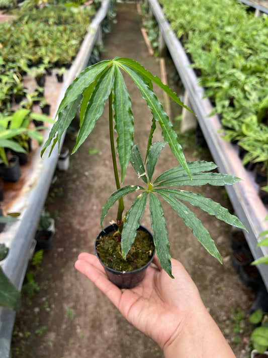 Anthurium Polyschistum Whole Plant, Medium Size