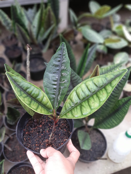 Labisia Rabbit Ear 2 - 4 leaves