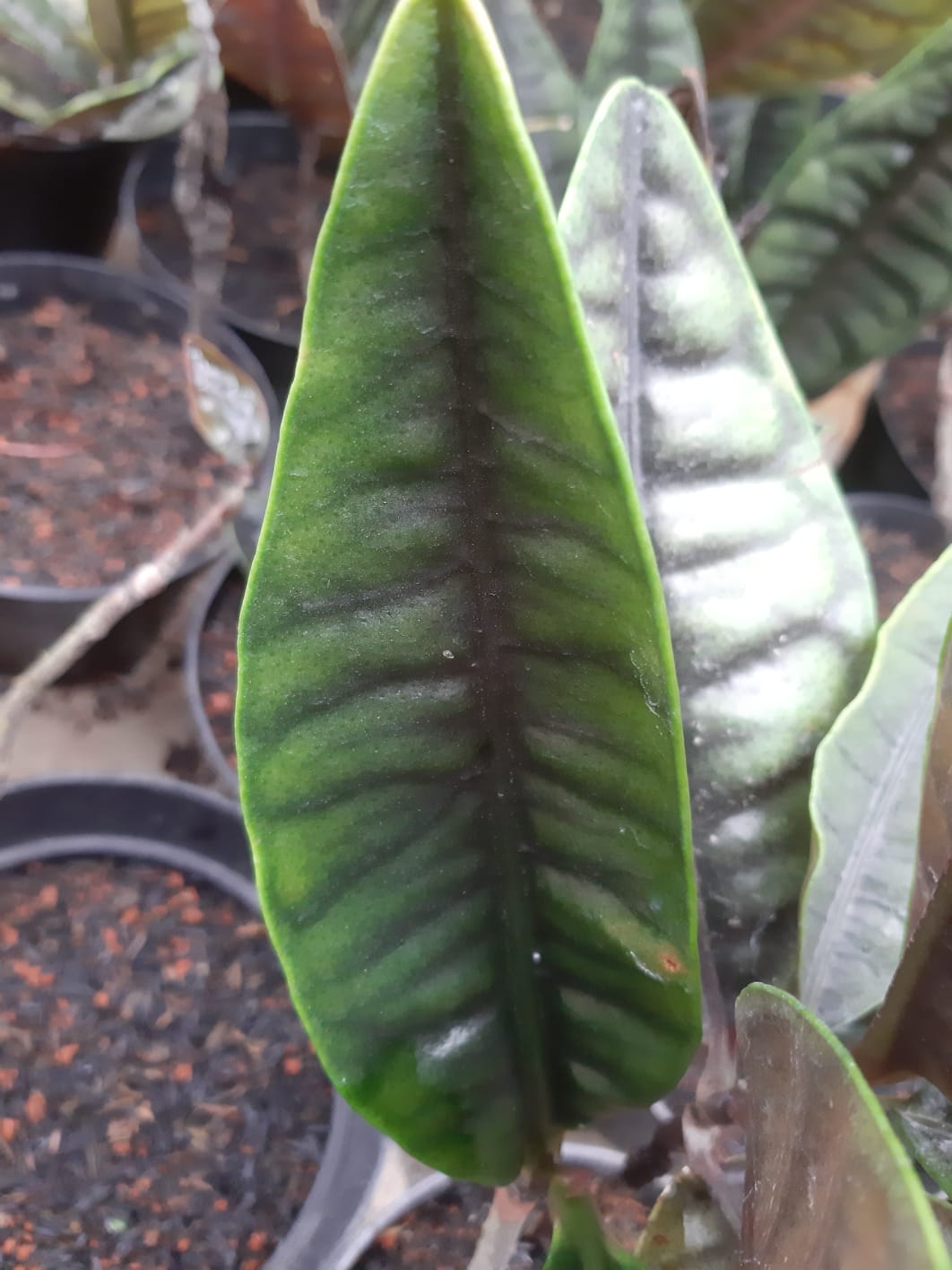 Labisia Rabbit Ear 2 - 4 leaves