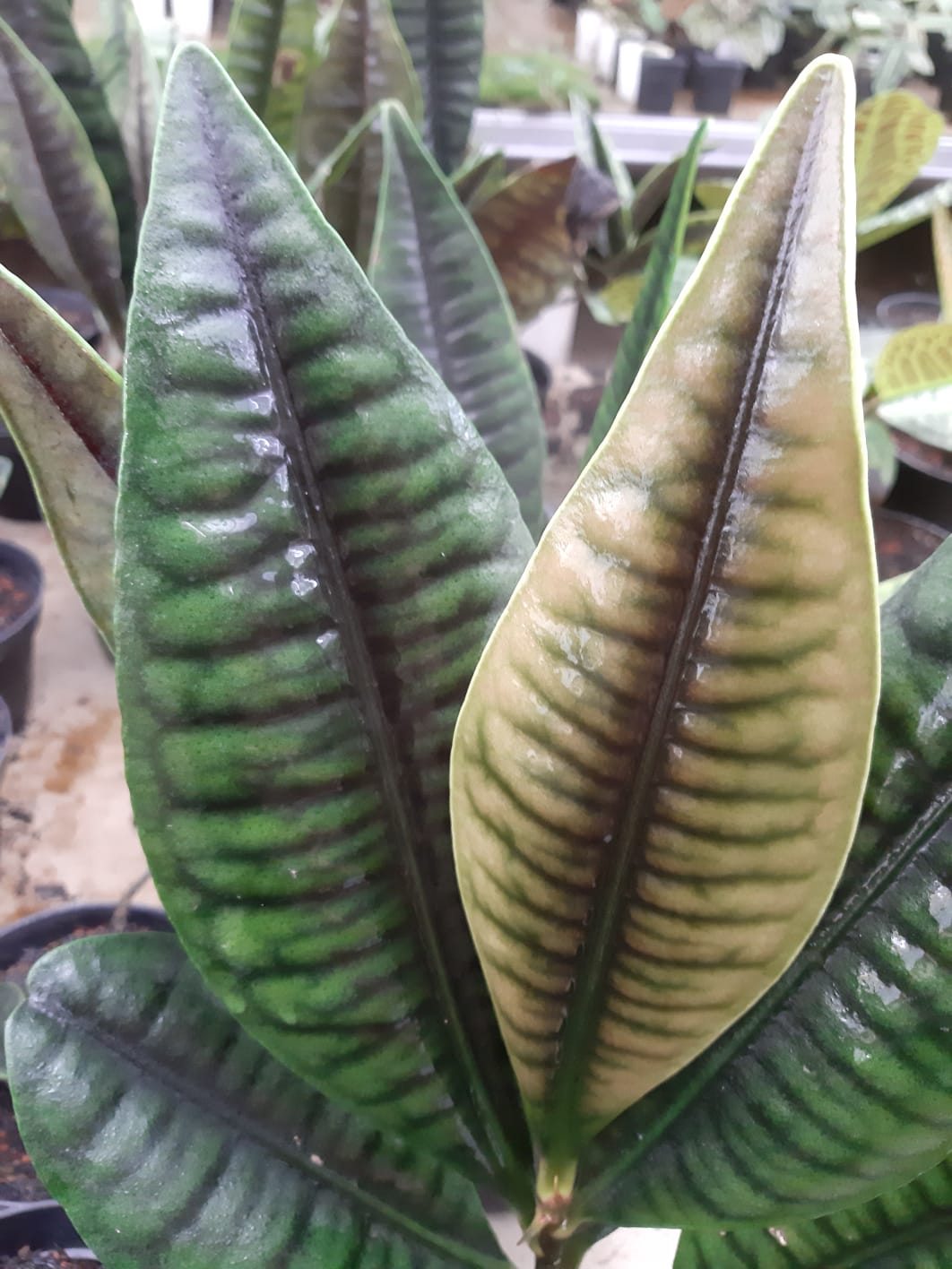 Labisia Rabbit Ear 2 - 4 leaves