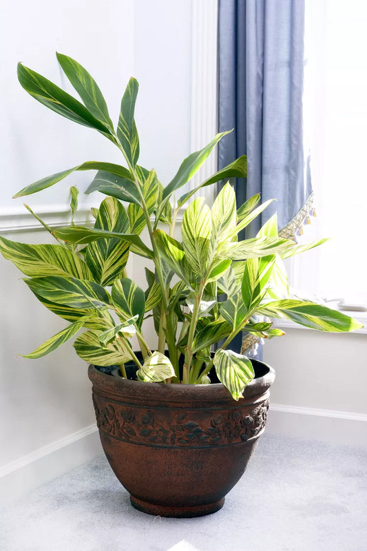 Alpinia Sanderae Yellow Variegated 2-3 Leaves