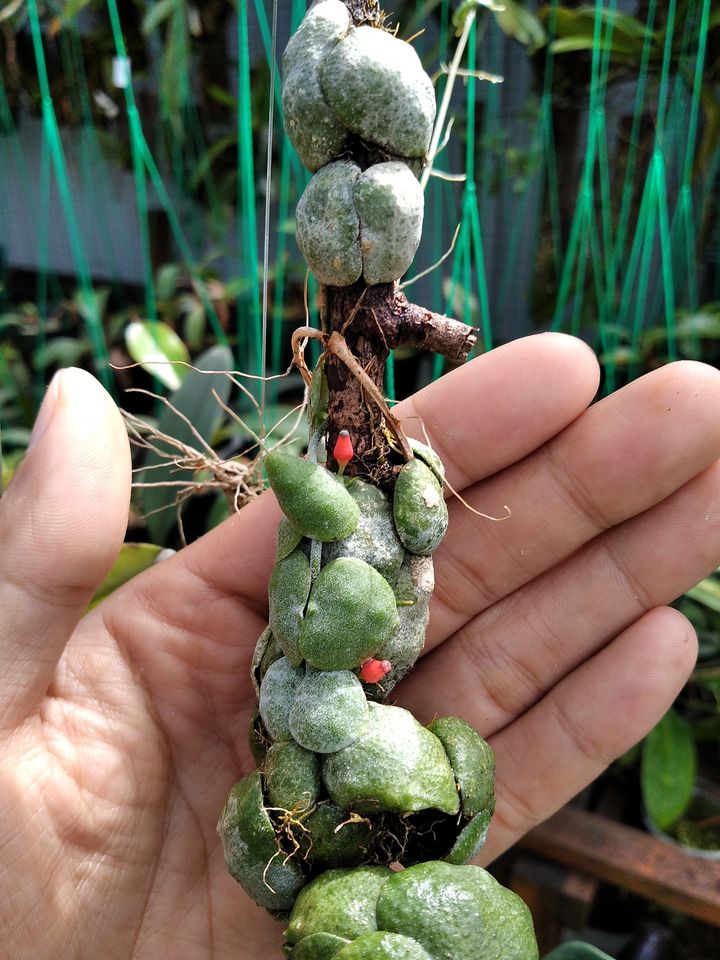 Dischidia Cochleata 2-3 Leaves