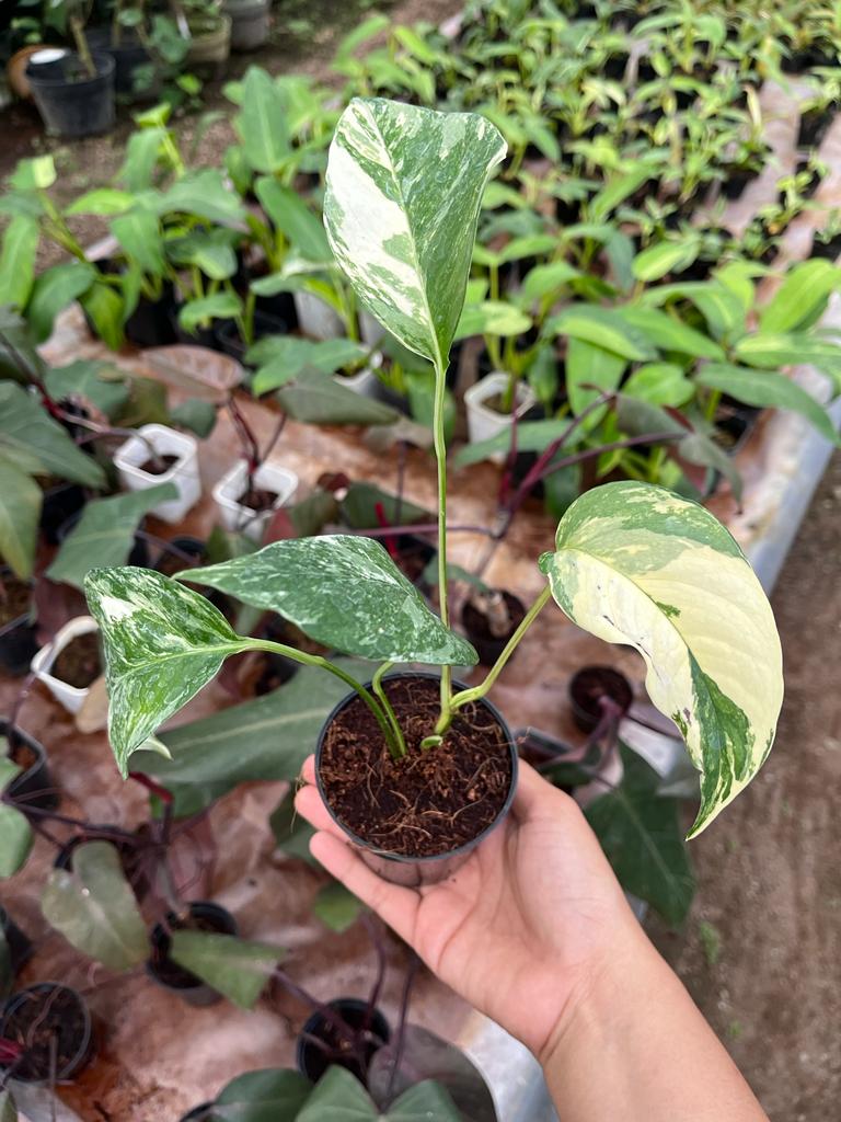 Epipremnum Pinnatum Variegated 2-4 Leaves