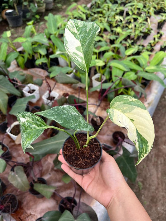 Epipremnum Pinnatum Variegated 2-4 Leaves