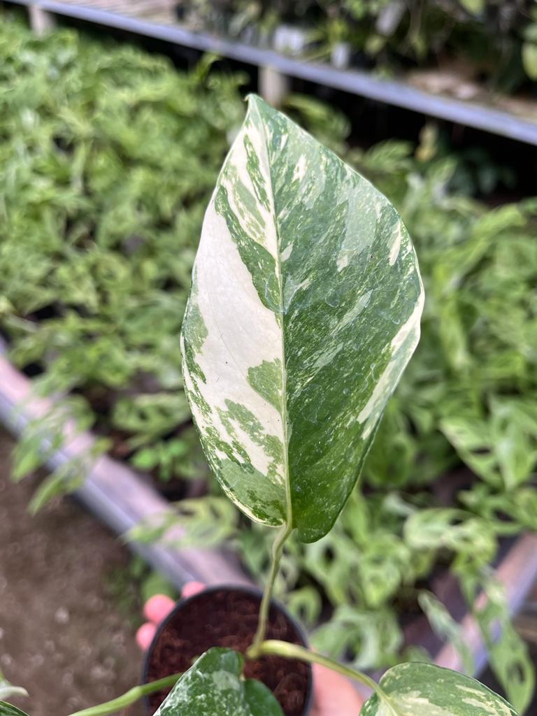 Epipremnum Pinnatum Variegated 2-4 Leaves